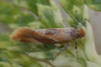 Epicallima formosella