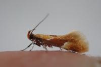 Epicallima formosella