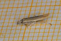 Coleophora glaucicolella