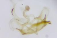 Coleophora glaucicolella