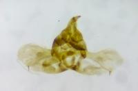 Isotrias stramentana