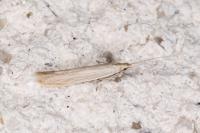 Coleophora glaucicolella