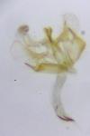 Coleophora glaucicolella