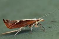 Ypsolopha dentella