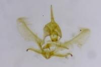 Cnephasia incertana