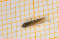 Coleophora adjunctella