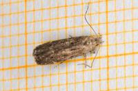Monochroa hornigi