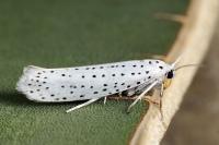 Yponomeuta evonymella