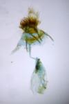 Cnephasia cupressivorana