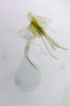Cnephasia incertana