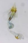 Coleophora adjunctella