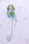 Bactra lancealana
