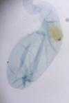 Monochroa hornigi