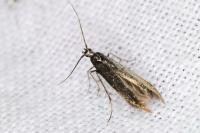 Coleophora alcyonipennella