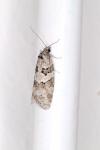 Cnephasia stephensiana