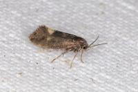 Lampronia morosa