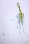 Lampronia morosa