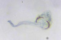 Lampronia morosa