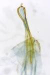Lampronia morosa