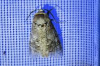 Cossus cossus