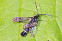 Synanthedon tipuliformis