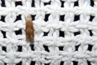 Eucosma conterminana