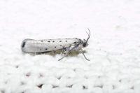 Yponomeuta sedella