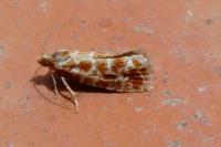 Rhyacionia pinicolana