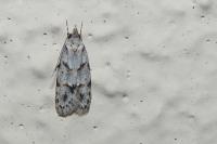 Symmoca signatella