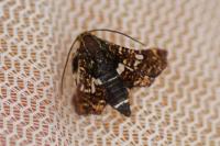 Thyris fenestrella