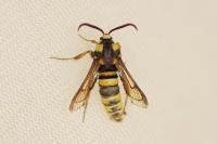 Sesia apiformis