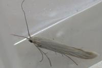 Coleophora