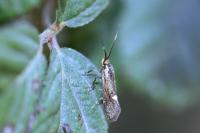 Esperia sulphurella
