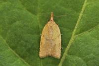 Sparganothis pilleriana