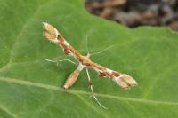 Cnaemidophorus rhododactylus