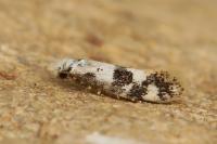 Infurcitinea atrifasciella