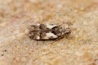 Teleiodes luculella