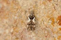 Teleiodes luculella