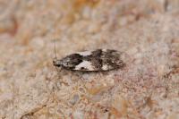 Teleiodes luculella