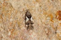Teleiodes luculella