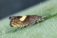 Dichrorampha petiverella