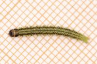 Agonopterix ciliella
