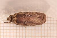 Agonopterix ciliella