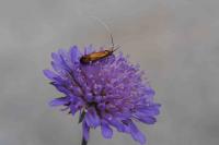 Nemophora