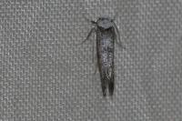 Paraswammerdamia albicapitella