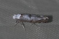 Paraswammerdamia albicapitella