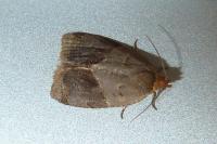 Clepsis dumicolana