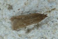 Helcystogramma triannulella