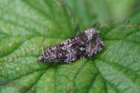 Celypha lacunana