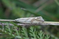 Thiodia citrana